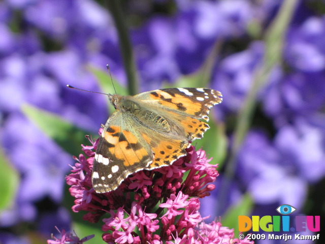 SX06468 Painted lady butterfly (Cynthia cardui) on pink flower Red Valerian (Centranthus ruber)